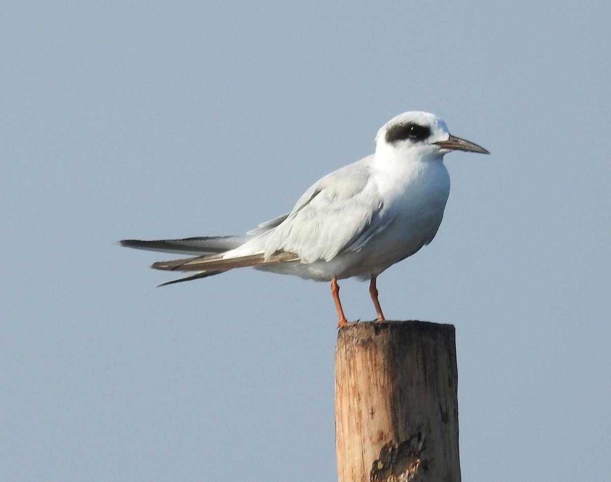 Forster's Tern - ML638490066