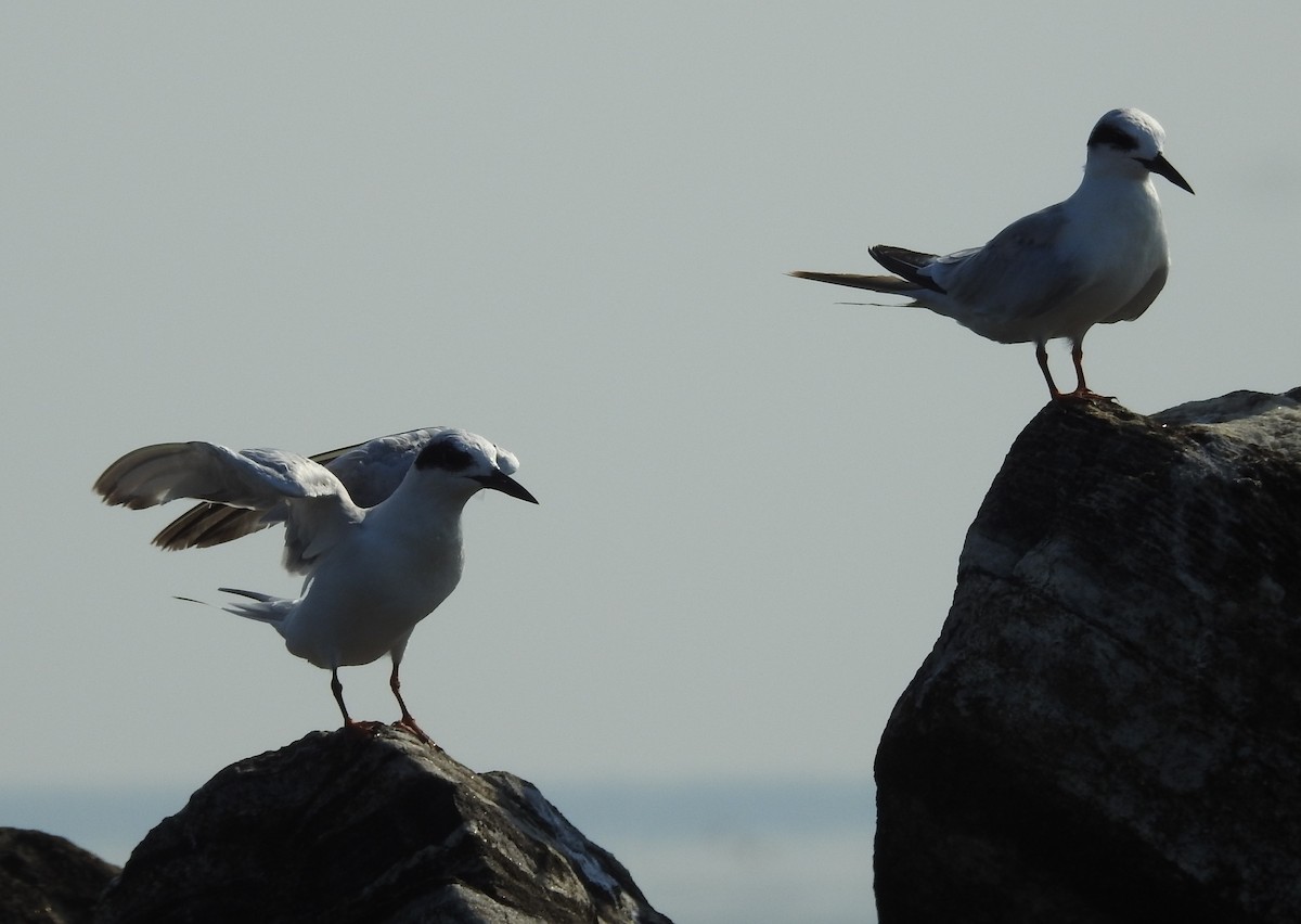 Forster's Tern - ML638490067