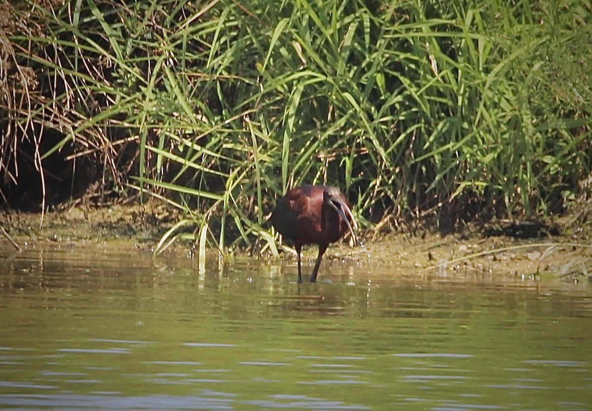 Ibis falcinelle - ML638490068