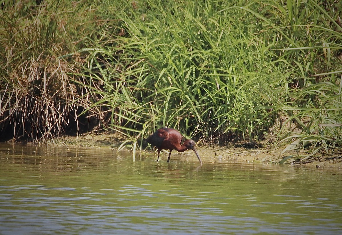 Ibis falcinelle - ML638490069