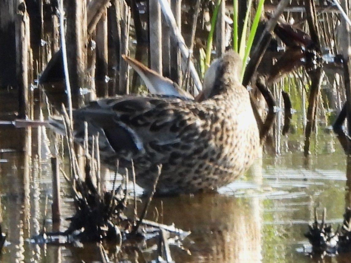 Mallard - ML638490070