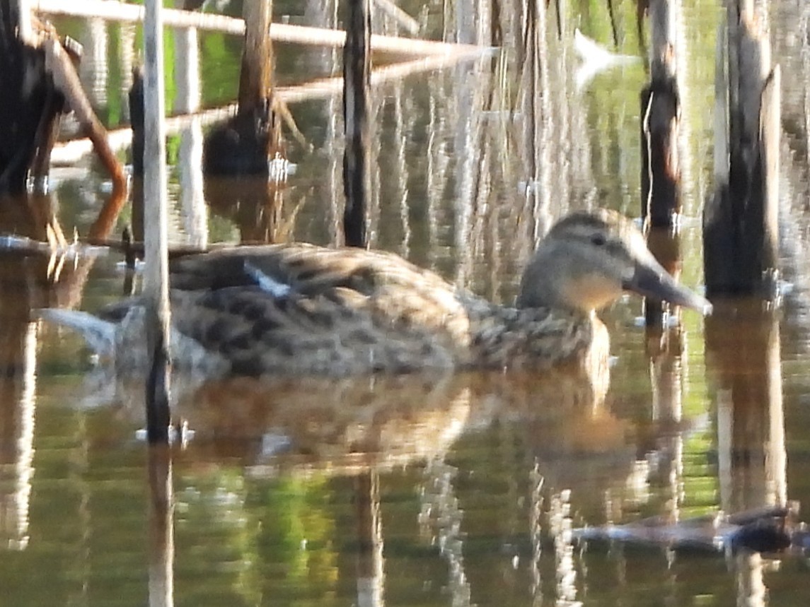 Mallard - ML638490071