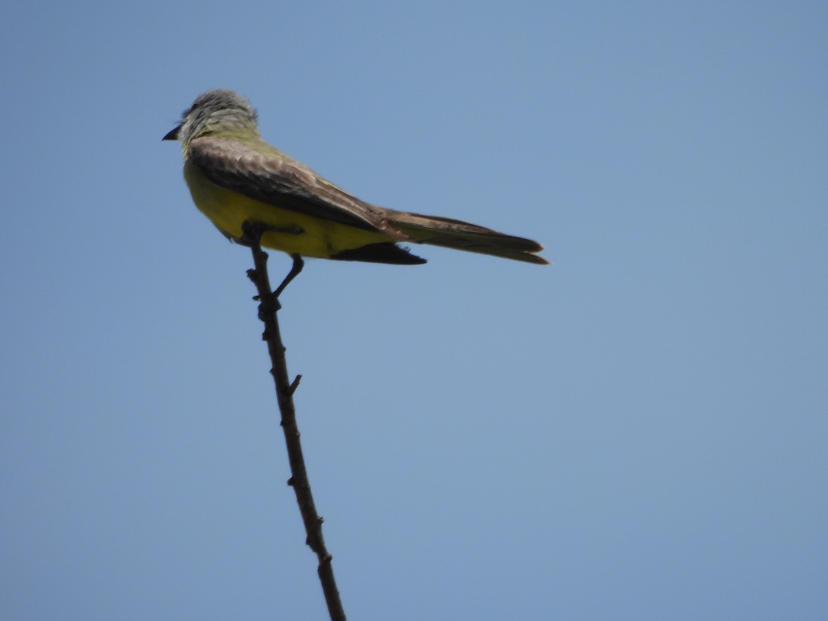 Tropical Kingbird - ML638490072
