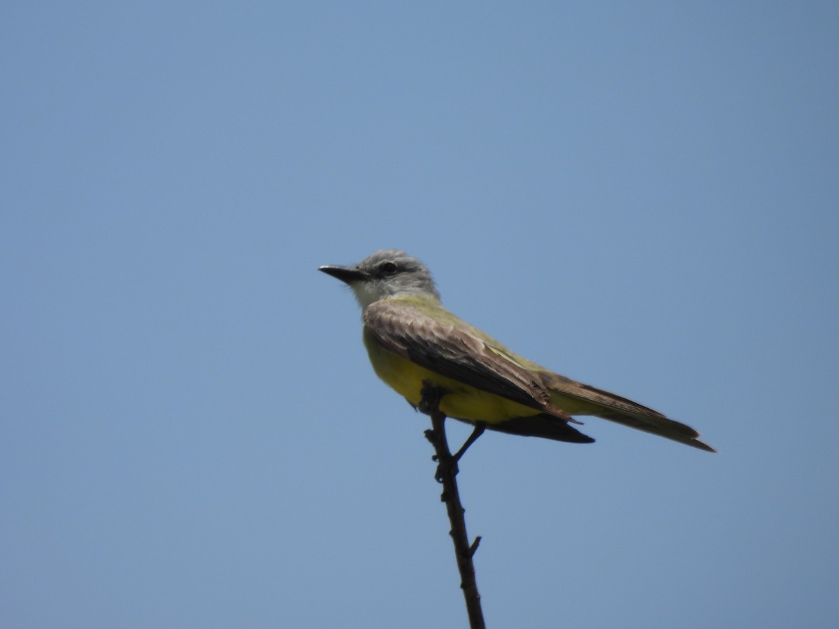 Tropical Kingbird - ML638490073