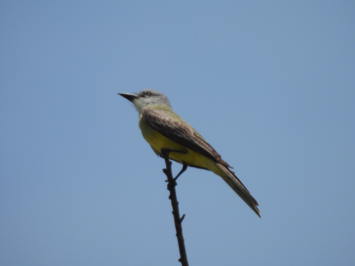 Tropical Kingbird - ML638490074