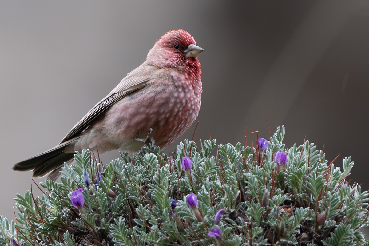 Great Rosefinch - ML638490075
