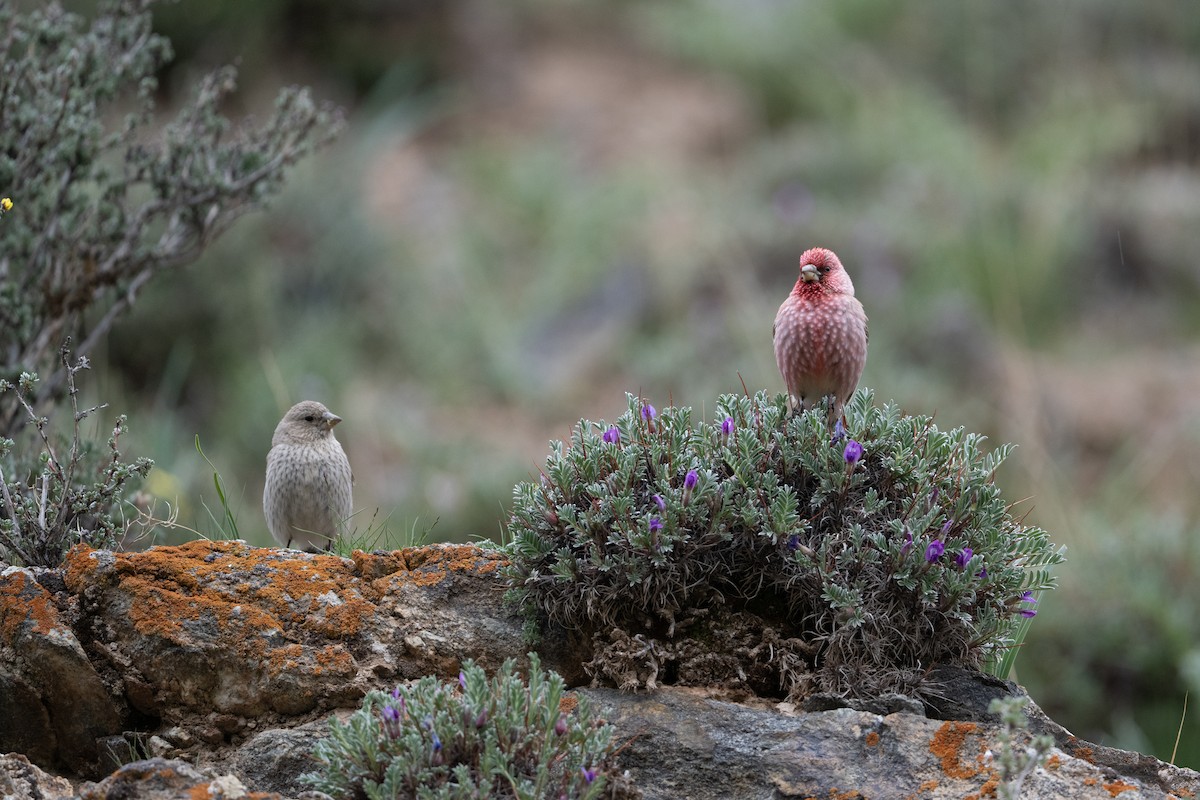 Great Rosefinch - ML638490076