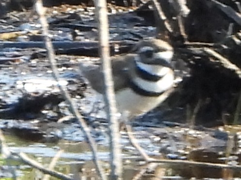 Killdeer - ML638490078