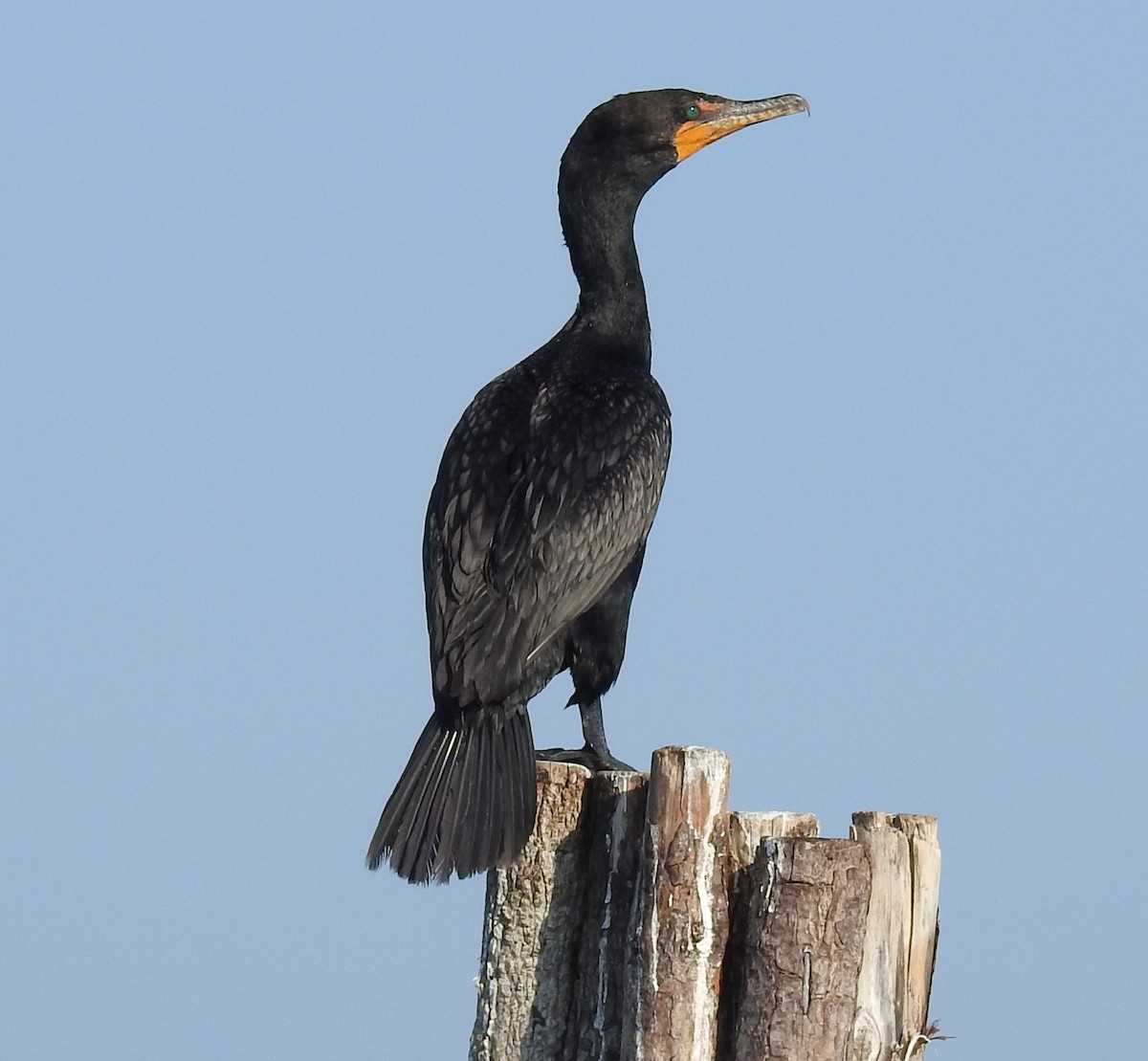Double-crested Cormorant - ML638490079
