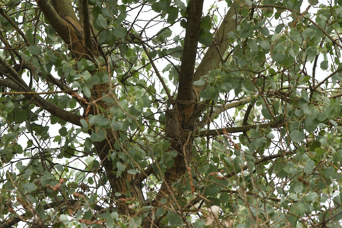 Pallid Scops-Owl - ML638490080