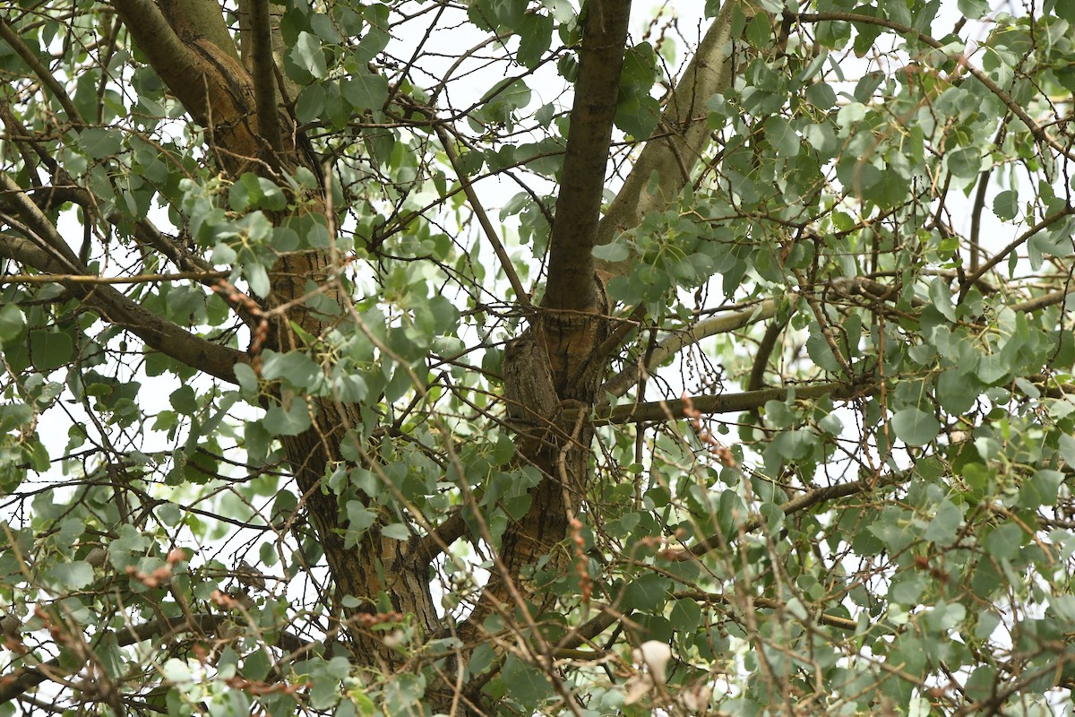 Pallid Scops-Owl - ML638490081
