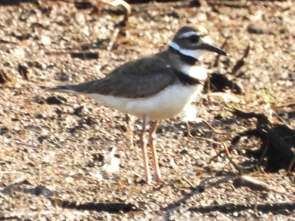 Killdeer - ML638490082