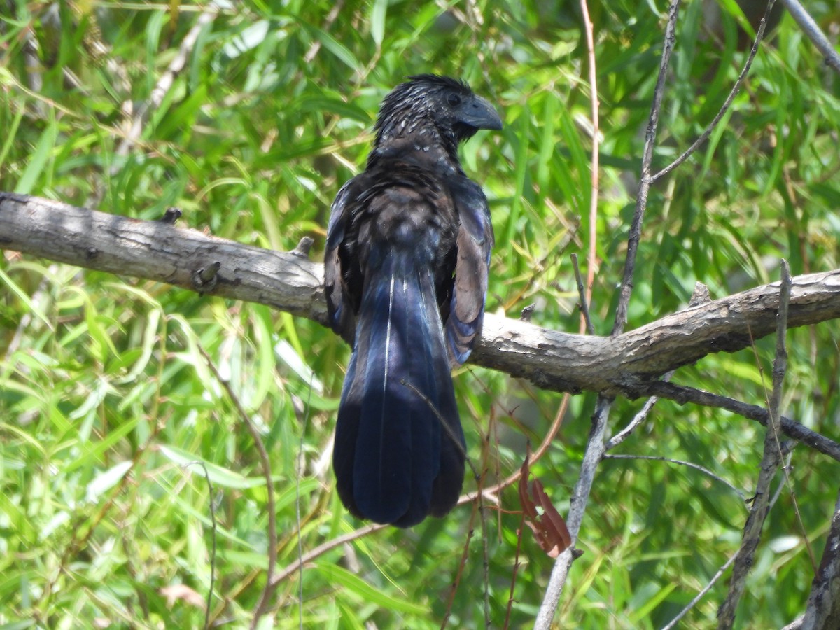 Groove-billed Ani - ML638490083