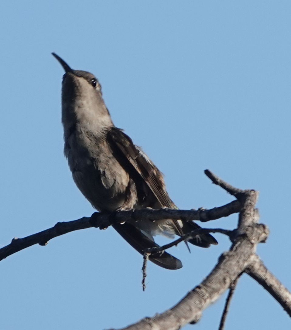 Costa's Hummingbird - ML638490087