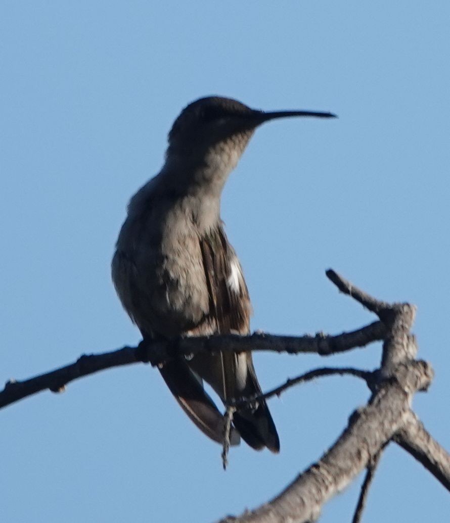 Costa's Hummingbird - ML638490088