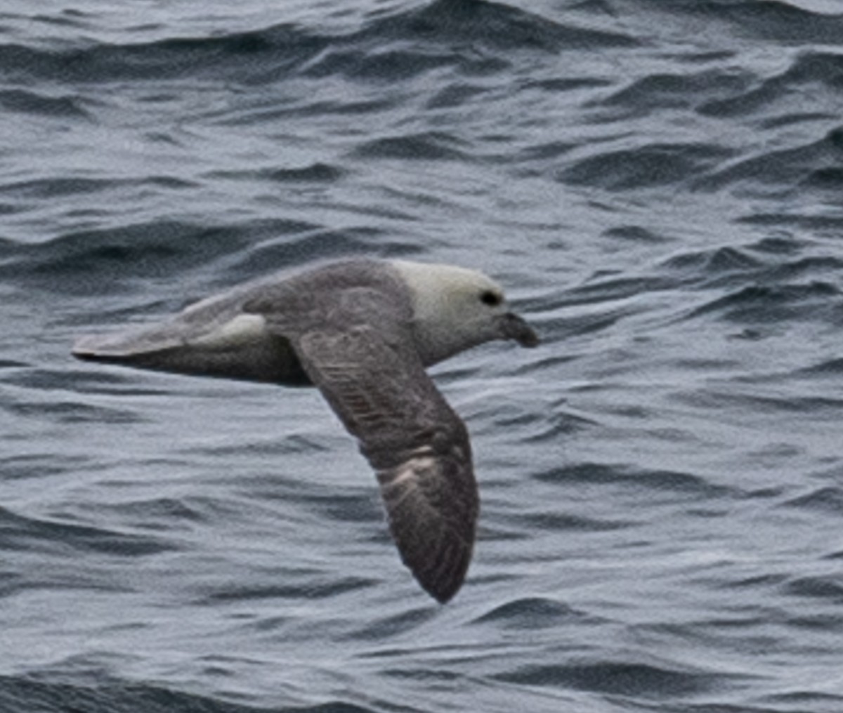 Northern Fulmar - ML638490089