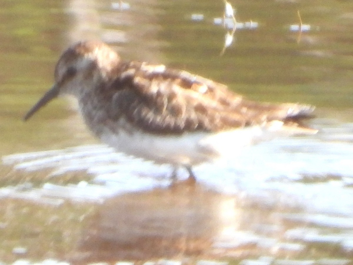 Least Sandpiper - ML638490091