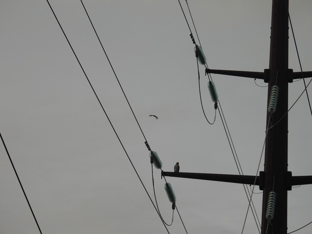 Red-tailed Hawk - ML638490093
