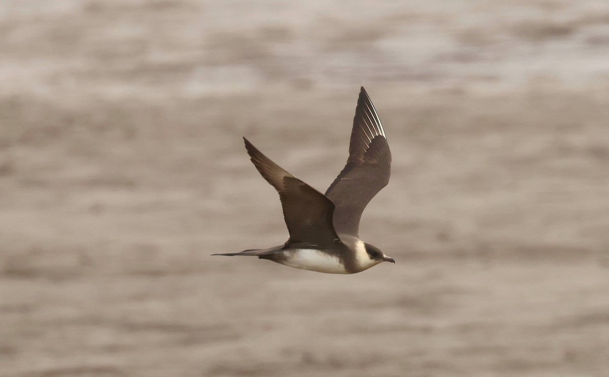 Parasitic Jaeger - ML638490094