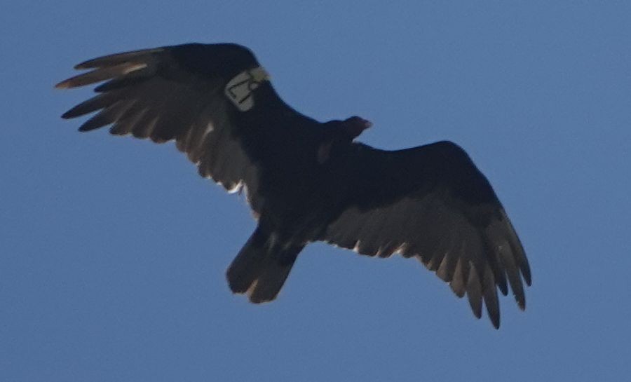 Turkey Vulture - ML638490098