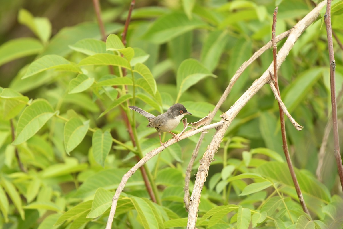 Menetries's Warbler - ML638490099
