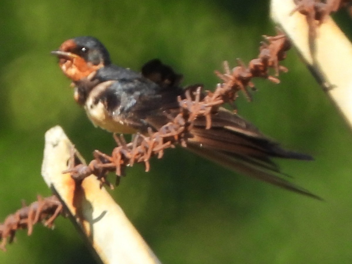 Barn Swallow - ML638490100