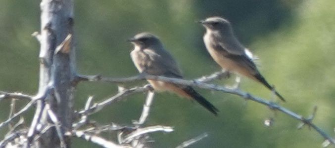 Say's Phoebe - ML638490102