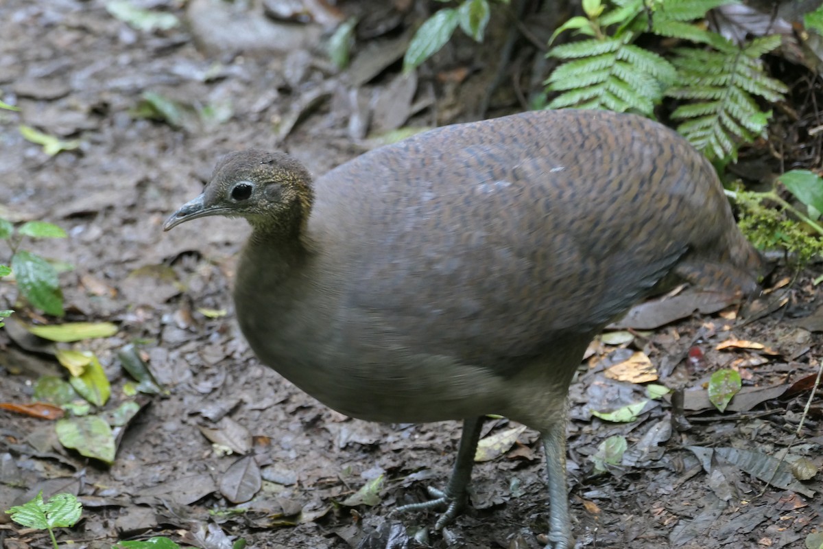Solitary Tinamou - ML638490110