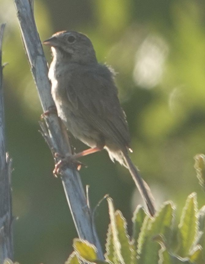 Rufous-crowned Sparrow - ML638490113