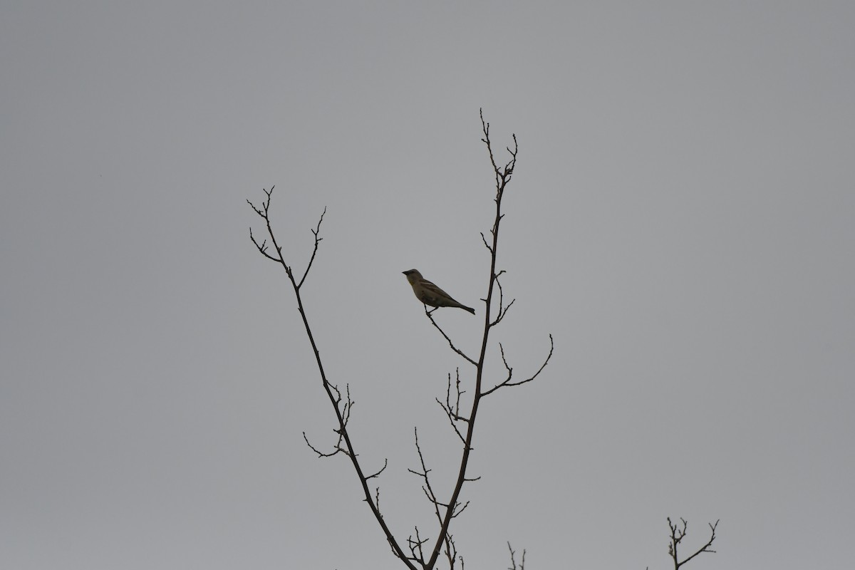 Yellow-throated Sparrow - ML638490117