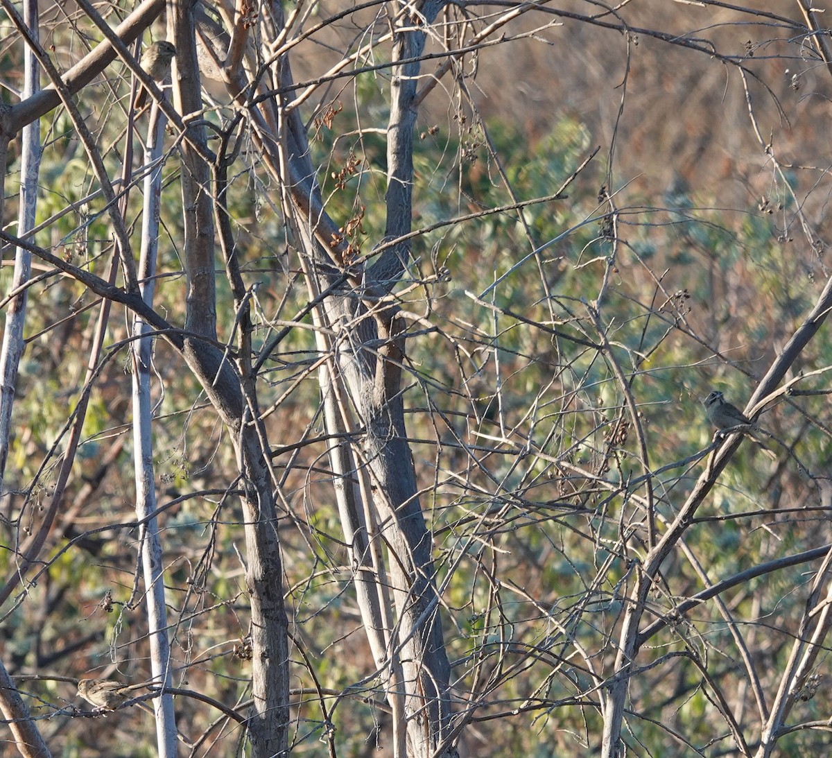 Rufous-crowned Sparrow - ML638490119