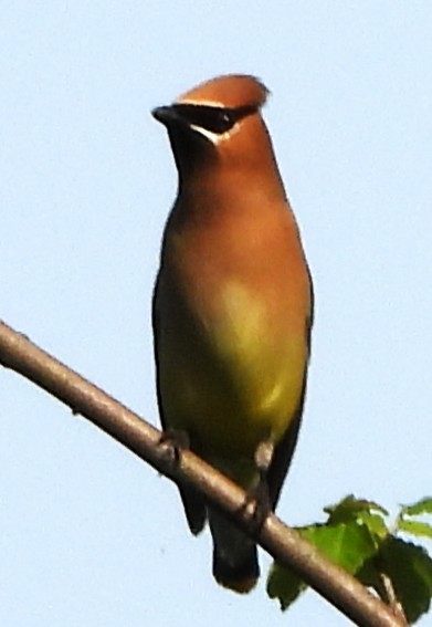 Cedar Waxwing - ML638490120