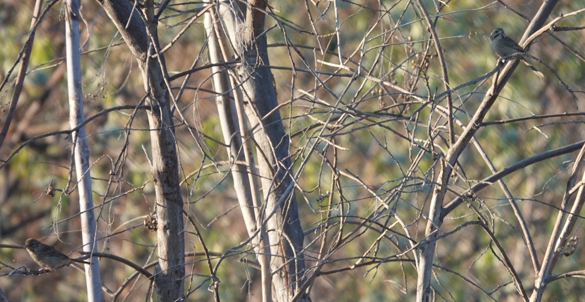 Rufous-crowned Sparrow - ML638490122