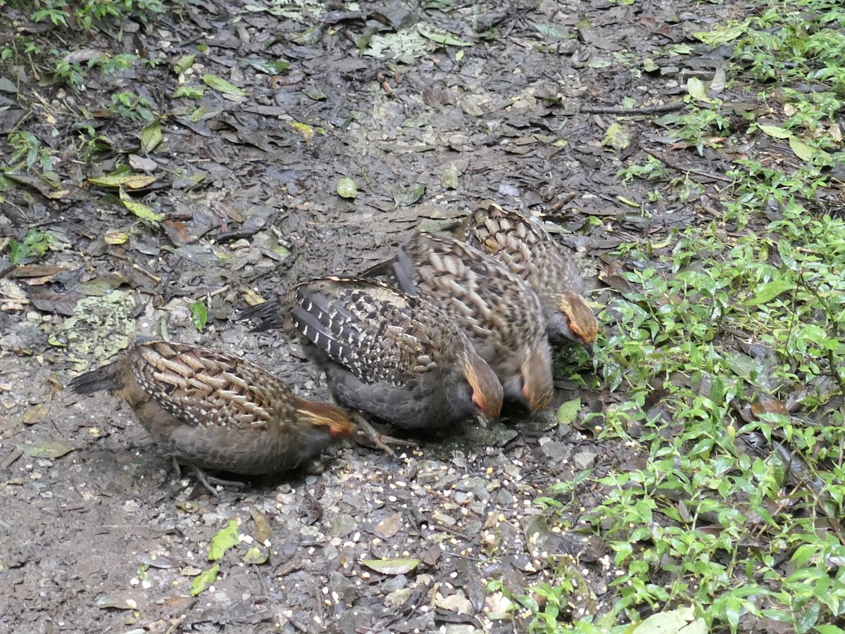 Spot-winged Wood-Quail - ML638490124