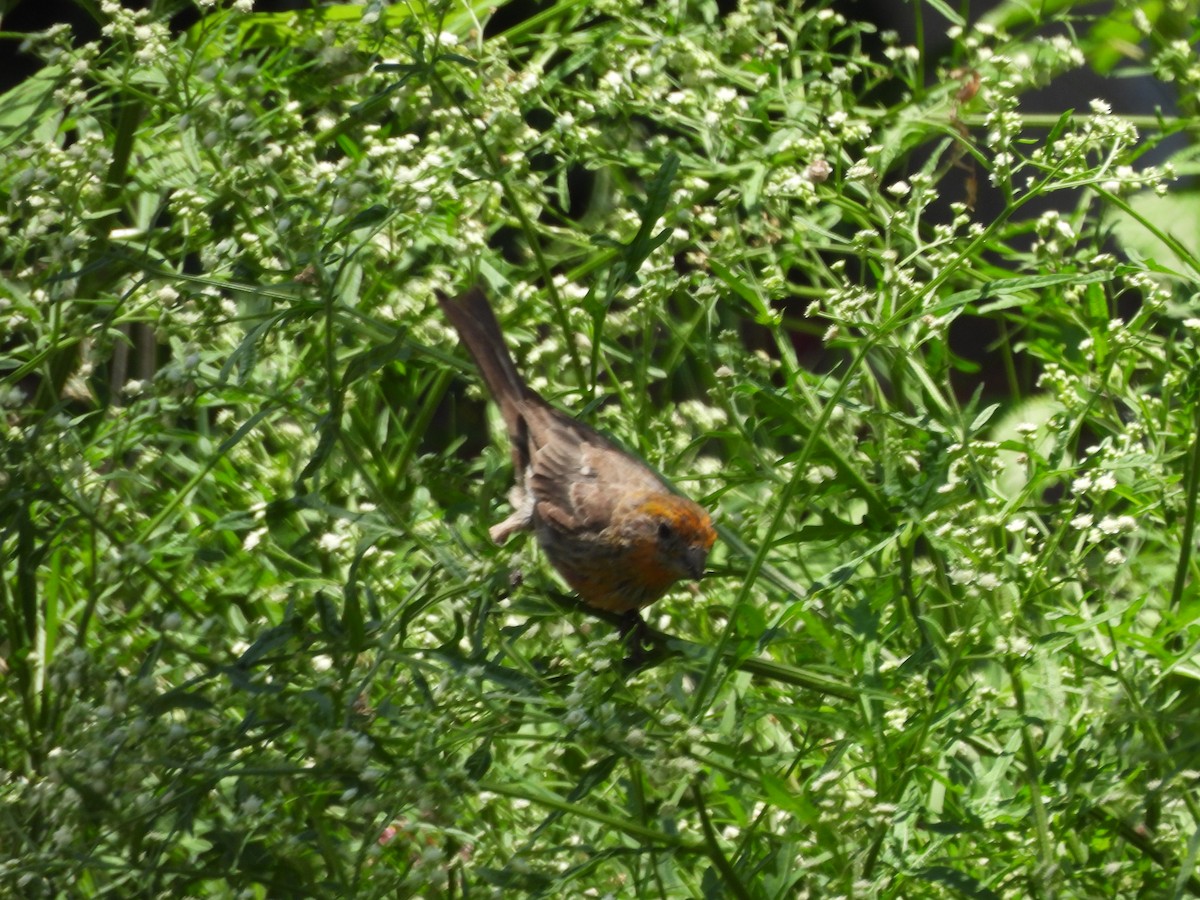 Canyon Towhee - ML638490125