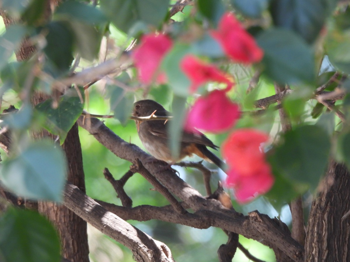 Canyon Towhee - ML638490126