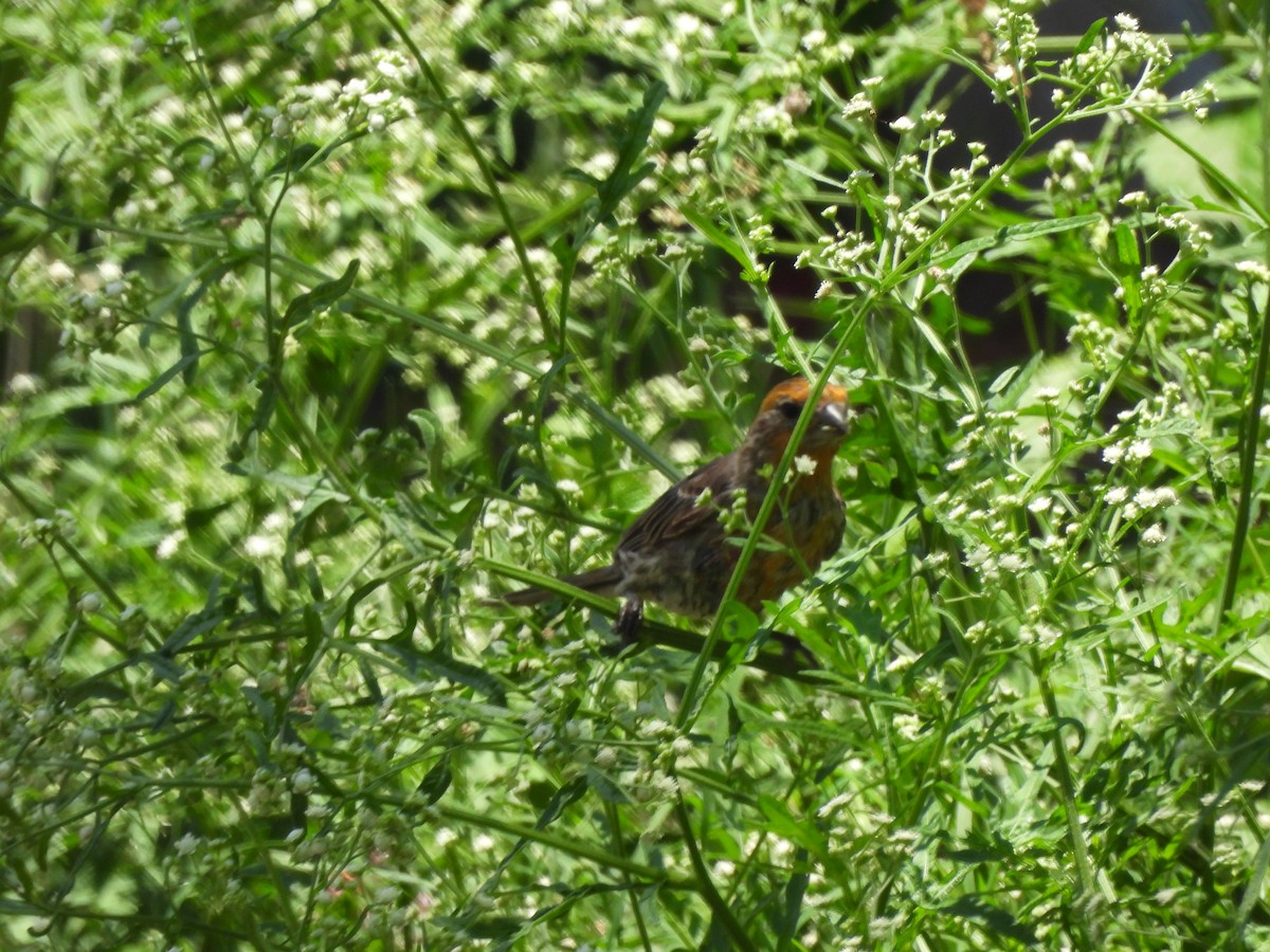 House Finch - ML638490127