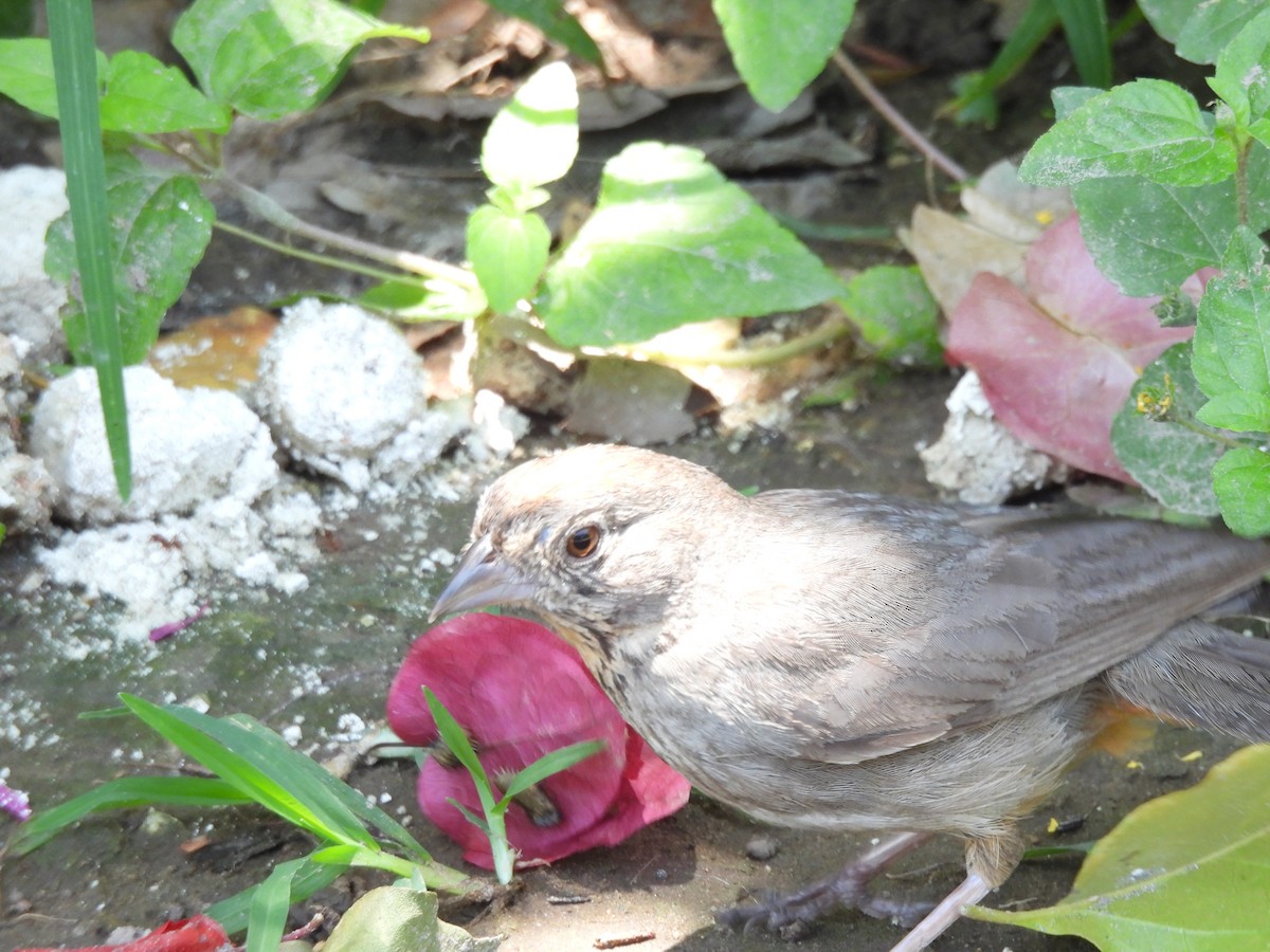 Canyon Towhee - ML638490129