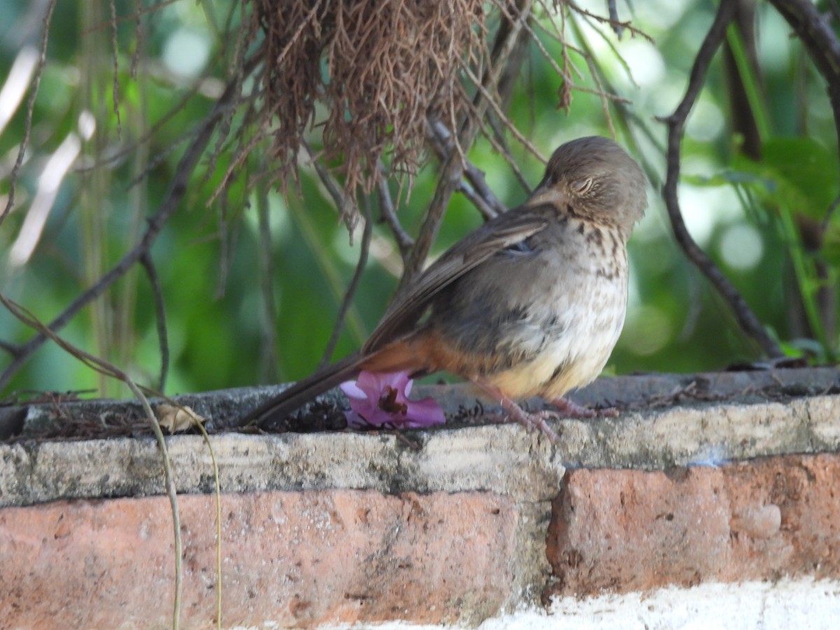 Canyon Towhee - ML638490130