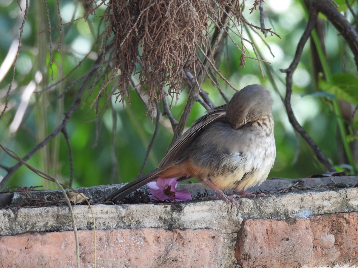 Canyon Towhee - ML638490131