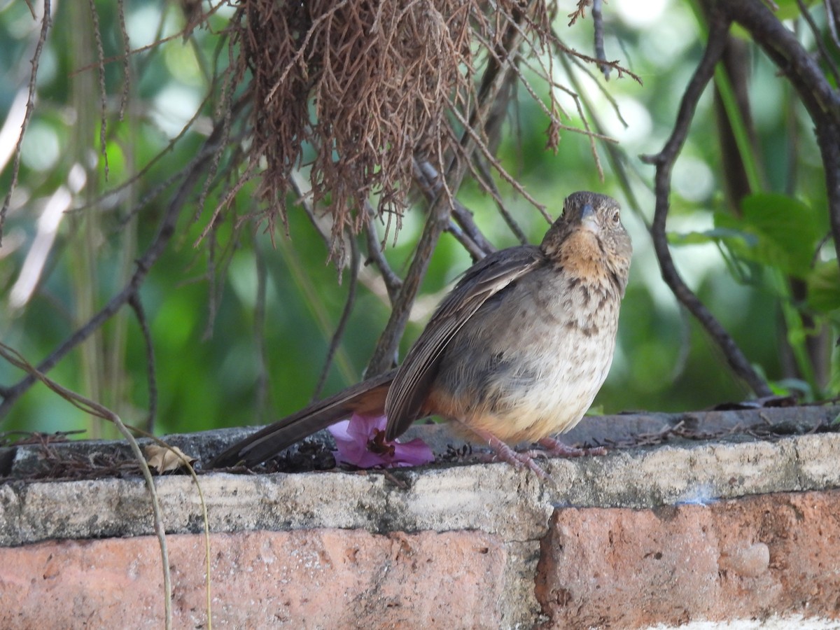 Canyon Towhee - ML638490132