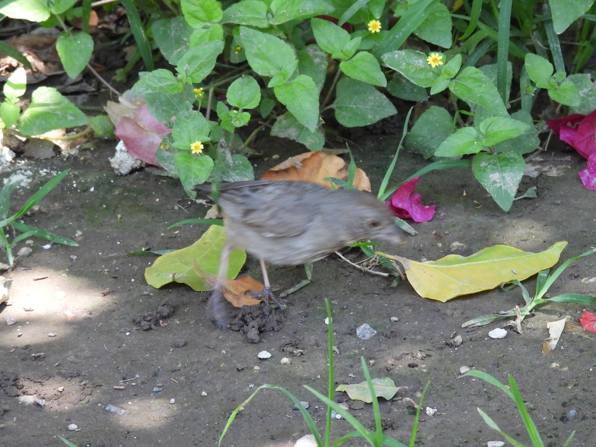 Canyon Towhee - ML638490133