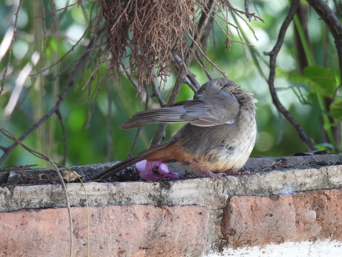Canyon Towhee - ML638490134