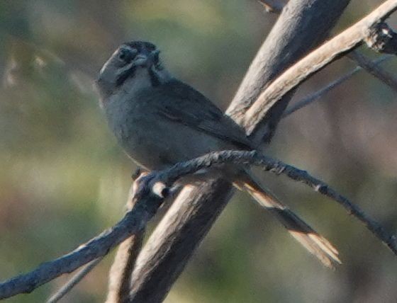 Rufous-crowned Sparrow - ML638490135