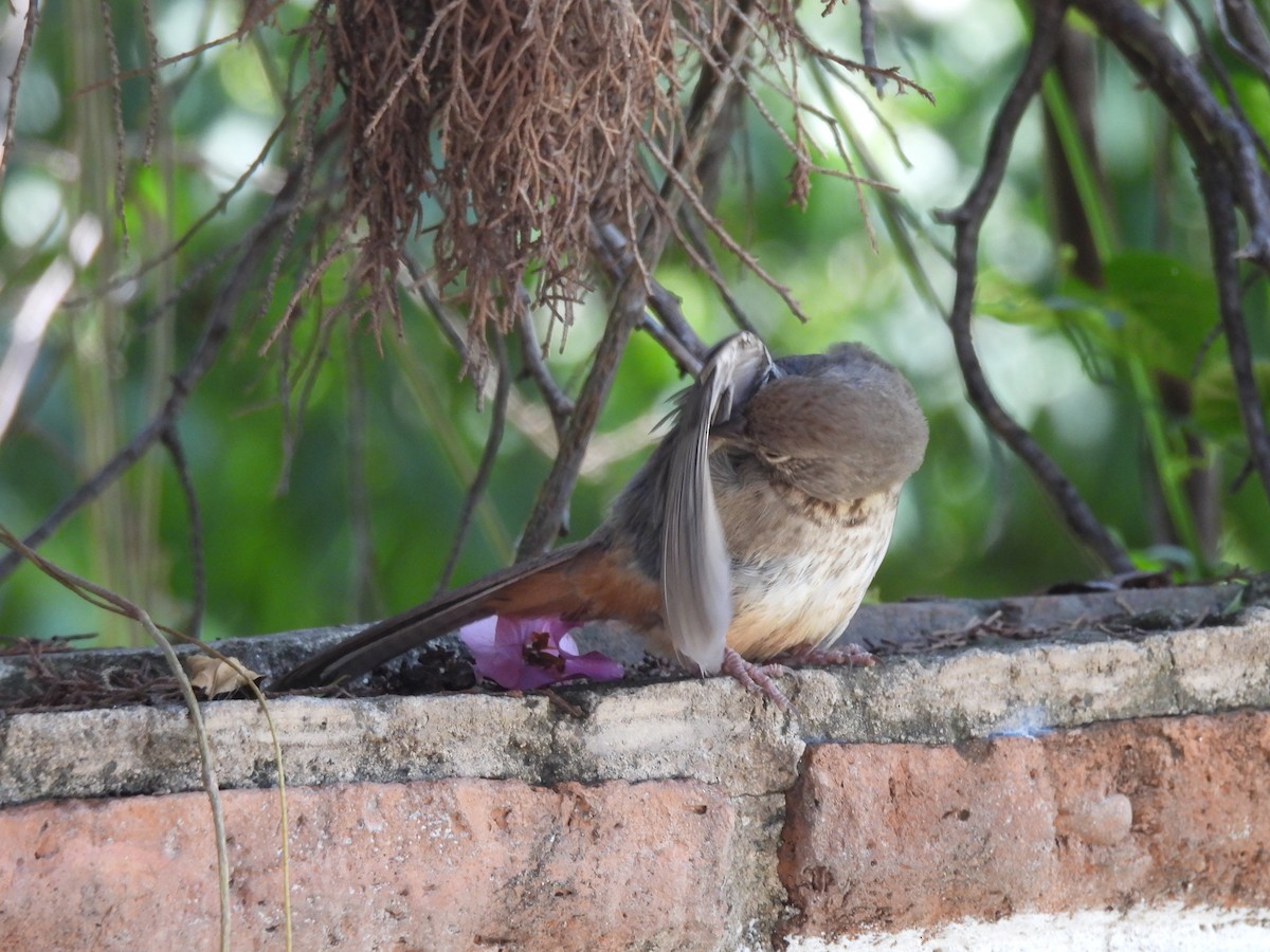 Canyon Towhee - ML638490136