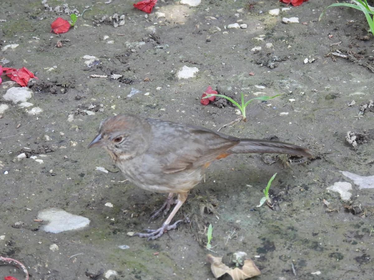 Canyon Towhee - ML638490137