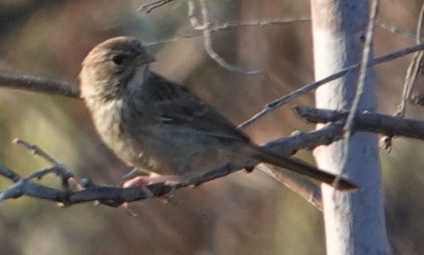 Rufous-crowned Sparrow - ML638490142