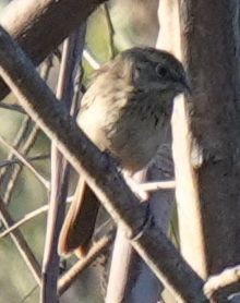 Rufous-crowned Sparrow - ML638490143