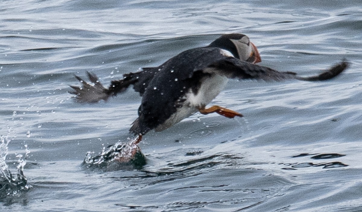 Atlantic Puffin - ML638490144