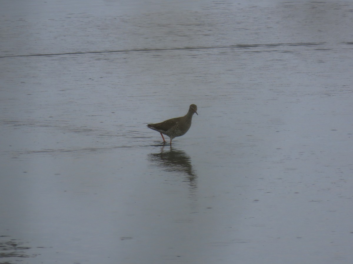 Common Redshank - ML638490146